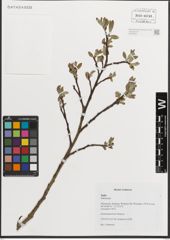 Foto von Salix L.